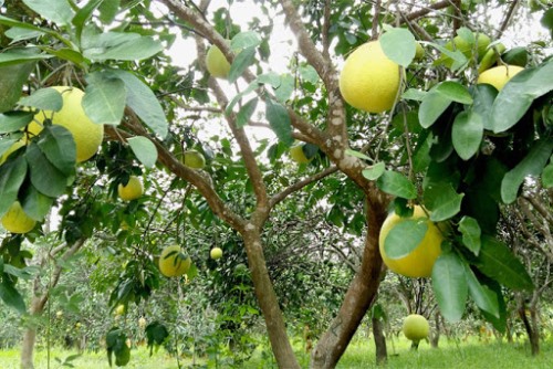 Người Hà Tĩnh phấn khởi vì bưởi Thượng Lộc bội thu
